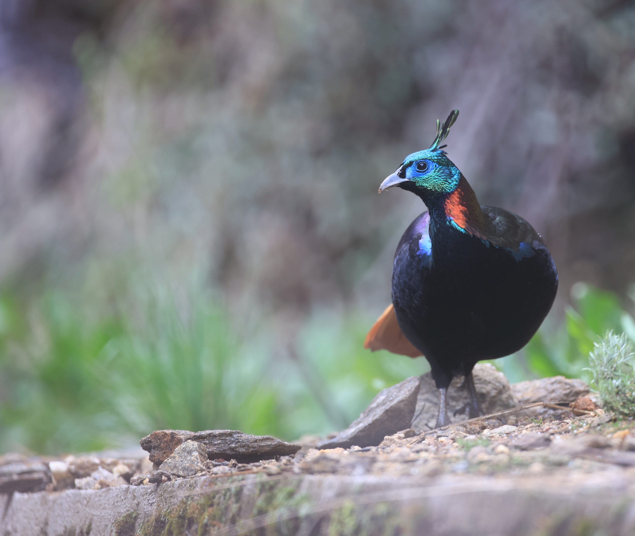 Black-billed Capercaillie, 黑嘴松鸡, Tetrao urogalloides