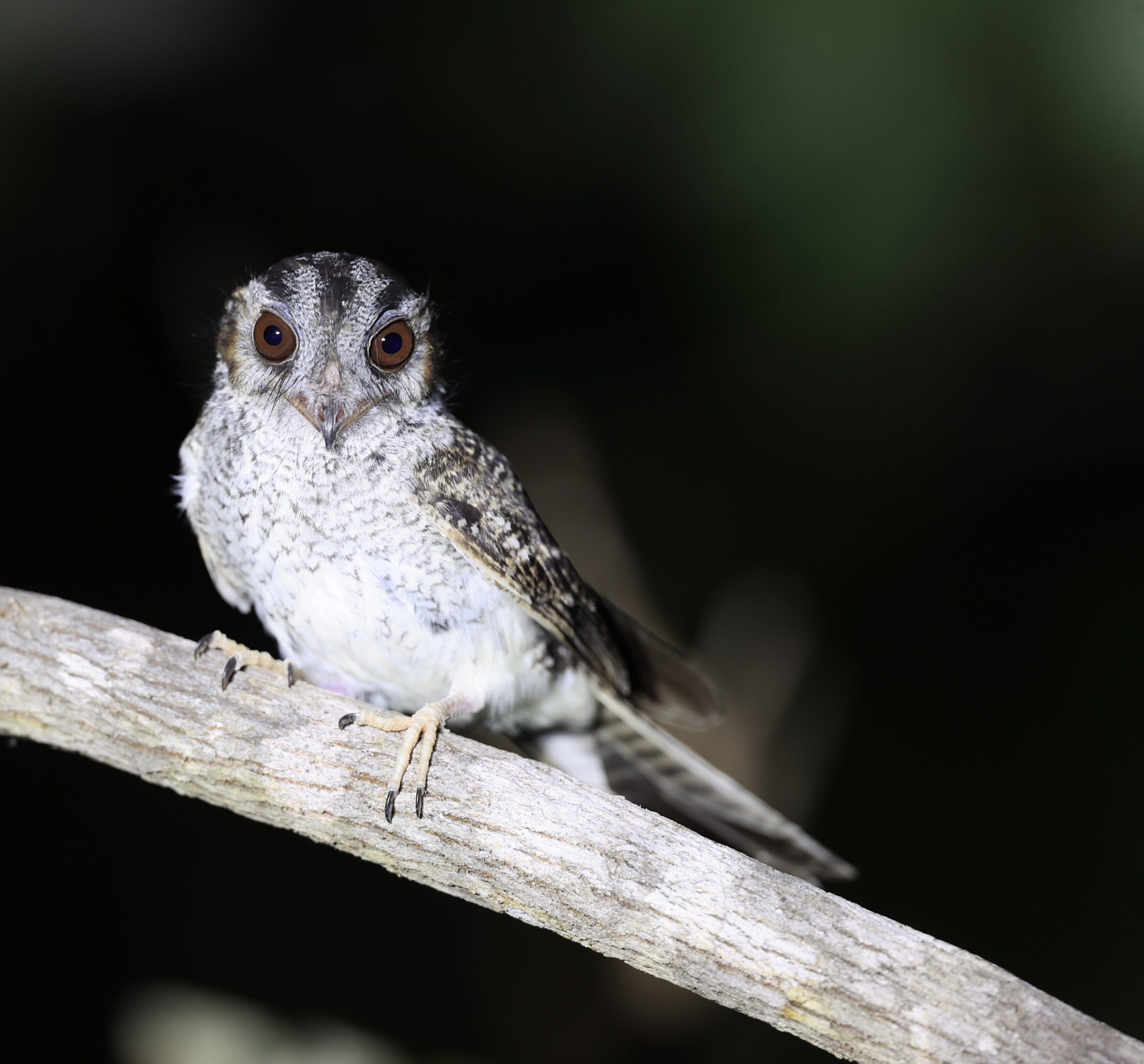 Cabot's Tragopan, 黄腹角雉, Tragopan caboti