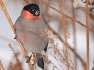 Eurasian Bullfinch, 红腹灰雀, Pyrrhula pyrrhula-gallery-