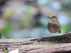 Rufous-browed Flycatcher, 棕眉姬鹟, Anthipes solitaris-gallery-