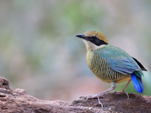 Bar-bellied Pitta, 斑腹八色鸫, Hydrornis elliotii-gallery-