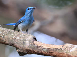 Pale Blue Flycatcher, 纯蓝仙鹟, Cyornis unicolor-gallery-