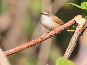 Grey-breasted Prinia, 灰胸山鹪莺, Prinia hodgsonii-gallery-