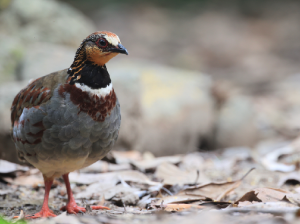 White-necklaced Partridge, 白眉山鹧鸪, Arborophila gingica-gallery-