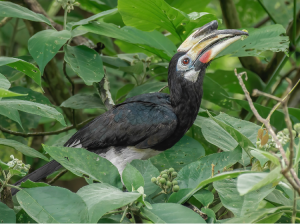 Oriental Pied Hornbill, 冠斑犀鸟, Anthracoceros albirostris-gallery-