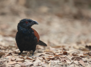 Greater Coucal, 褐翅鸦鹃, Centropus sinensis-gallery-