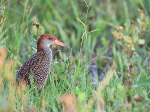 Slaty-breasted Rail, 蓝胸秧鸡, Gallirallus striatus-gallery-