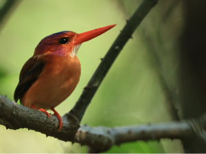 Sulawesi Dwarf Kingfisher, 小三趾翠鸟, Ceyx fallax-gallery-