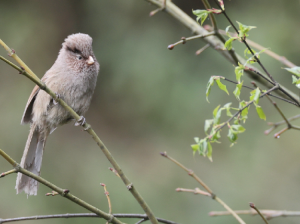 Brown Parrotbill, 褐鸦雀, Cholornis unicolor-gallery-