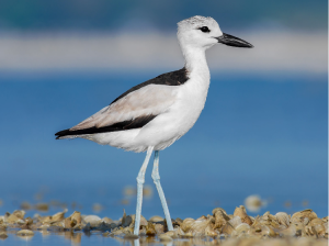 Crab Plover, 蟹鸻, Dromas ardeola-gallery-