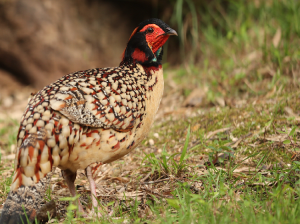 Cabot’s Tragopan, 黄腹角雉, Tragopan caboti-gallery-