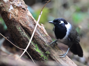 Black-hooded Laughingthrush, 黑冠噪鹛, Garrulax milleti-gallery-