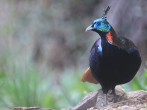 Himalayan Monal, 棕尾虹雉, Lophophorus impejanus-gallery-