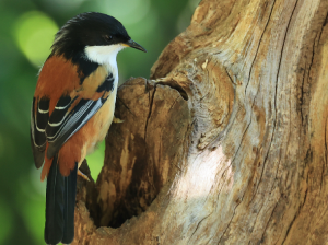 Rufous-backed Sibia, 栗背奇鹛, Leioptila annectens-gallery-