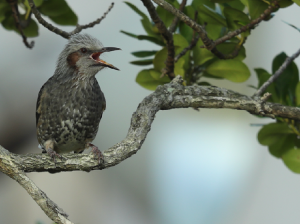 Brown-eared Bulbul, 栗耳短脚鹎, Hypsipetes amaurotis-gallery-