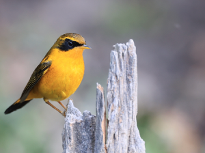 Golden Bush Robin, 金色林鸲, Tarsiger chrysaeus-gallery-