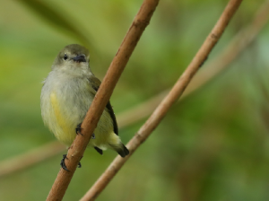 Andaman Flowerpecker, 安达曼啄花鸟, Dicaeum virescens-gallery-