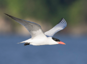 Caspian Tern, 红嘴巨鸥, Hydroprogne caspia-gallery-