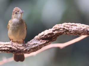 Grey-eyed Bulbul, 灰眼短脚鹎, Iole propinqua-gallery-