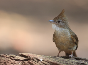 Ochraceous Bulbul, 白喉褐冠鹎, Alophoixus ochraceus-gallery-