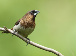 White-rumped Munia, 白腰文鸟, Lonchura striata-gallery-