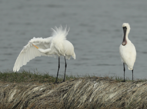 Black-faced Spoonbill, 黑脸琵鹭, Platalea minor-gallery-