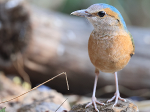 Blue-rumped Pitta, 蓝背八色鸫, Hydrornis soror-gallery-