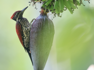 Red-backed Flameback, 红背三趾啄木鸟, Dinopium psarodes-gallery-