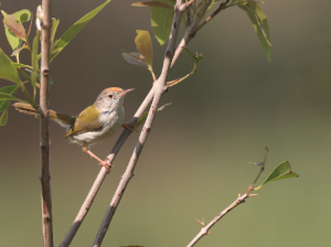 Common Tailorbird, 长尾缝叶莺, Orthotomus sutorius-gallery-