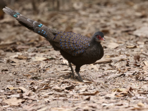 Germain’s Peacock Pheasant, 眼斑孔雀雉, Polyplectron germaini-gallery-