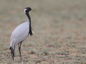 Demoiselle Crane, 蓑羽鹤, Grus virgo-gallery-