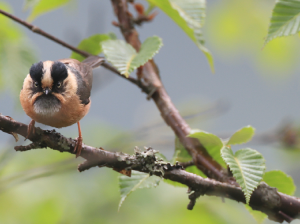 Rufous-fronted Bushtit, 棕额长尾山雀, Aegithalos iouschistos-gallery-