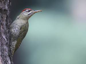 Scaly-bellied Woodpecker, 鳞腹绿啄木鸟, Picus squamatus-gallery-