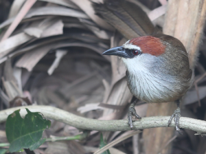 Chestnut-capped Babbler, 栗顶鹛, Timalia pileata-gallery-