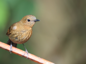 White-tailed Robin, 白尾蓝地鸲, Myiomela leucura-gallery-