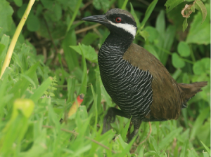 Barred Rail, 横斑秧鸡, Hypotaenidia torquata-gallery-