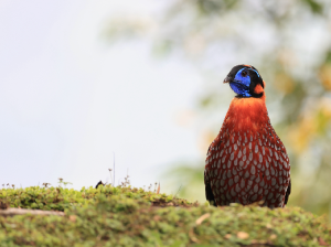 Temminck's Tragopan, 红腹角稚, Tragopan temminckii-gallery-