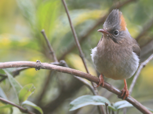 Rufous-vented Yuhina, 棕臀凤鹛, Yuhina occipitalis-gallery-