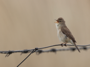 Booted Warbler, 靴篱莺, Iduna caligata-gallery-