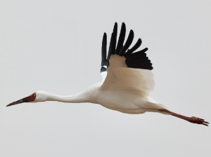 Siberian Cranes, 白鹤, Leucogeranus leucogeranus-gallery-