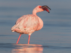 Lesser Flamingo, 小红鹳, Phoeniconaias minor-gallery-