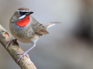 Siberian Rubythroat, 红喉歌鸲, Calliope calliope-gallery-