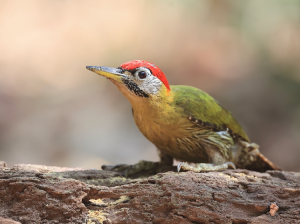 Laced Woodpecker, 花腹绿啄木鸟, Picus vittatus-gallery-