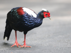 Swinhoe’s Pheasant, 蓝鹇, Lophura swinhoii-gallery-