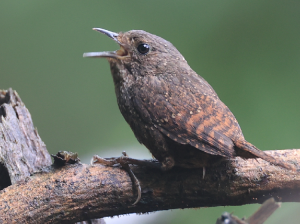 Spotted Elachura, 丽星鹩鹛, Elachura formosa-gallery-