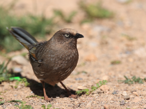 Elliot’s Laughingthrush, 橙翅噪鹛, Trochalopteron elliotii-gallery-