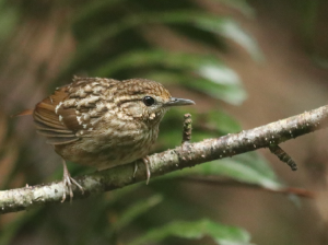 Eyebrowed Wren-Babbler, 纹胸鹪鹛, Napothera epilepidota-gallery-