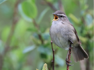 Smoky Warbler, 烟柳莺, Phylloscopus fuligiventer-gallery-