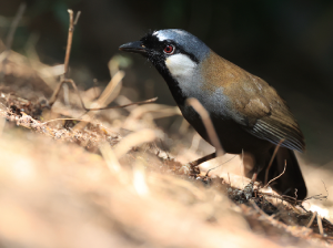 Black-throated Laughingthrush, 黑喉噪鹛, Pterorhinus chinensis-gallery-