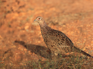 Common Pheasant, 雉鸡, Phasianus colchicus-gallery-